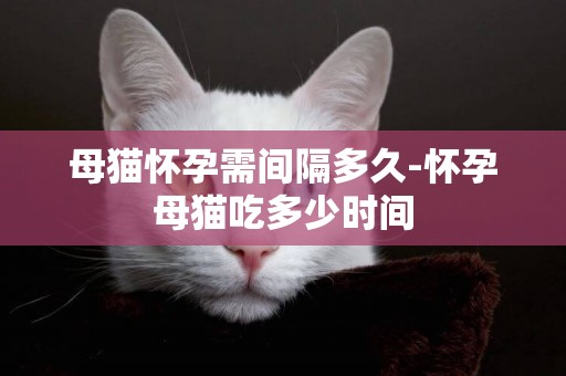 母貓懷孕需間隔多久-懷孕母貓吃多少時間