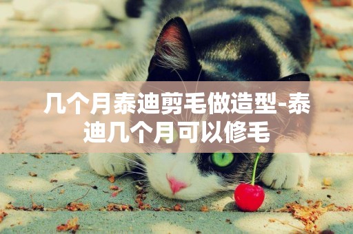 幾個月泰迪剪毛做造型-泰迪幾個月可以修毛