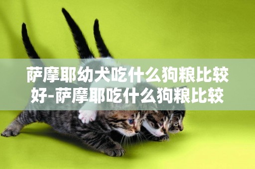 薩摩耶幼犬吃什么狗糧比較好-薩摩耶吃什么狗糧比較好
