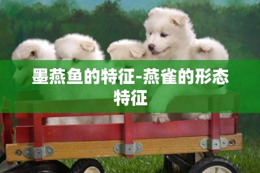 墨燕魚的特征-燕雀的形態特征