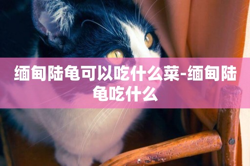 緬甸陸龜可以吃什么菜-緬甸陸龜吃什么