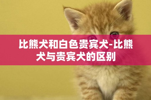 比熊犬和白色貴賓犬-比熊犬與貴賓犬的區別