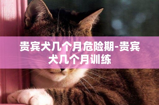 貴賓犬幾個月危險期-貴賓犬幾個月訓練