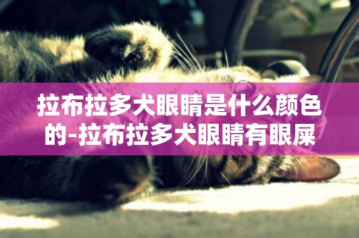 拉布拉多犬眼睛是什么顏色的-拉布拉多犬眼睛有眼屎眼睛又紅是什么梗