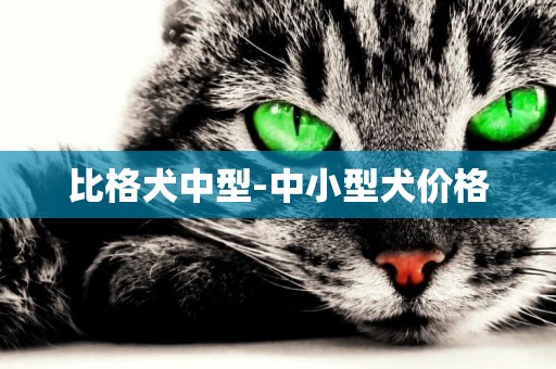 比格犬中型-中小型犬價格