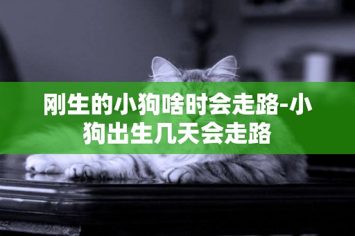 剛生的小狗啥時會走路-小狗出生幾天會走路
