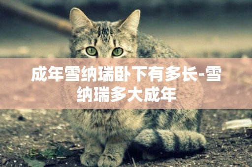成年雪納瑞臥下有多長-雪納瑞多大成年