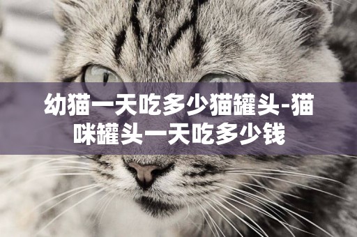 幼貓一天吃多少貓罐頭-貓咪罐頭一天吃多少錢