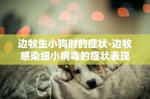 邊牧生小狗時的癥狀-邊牧感染細小病毒的癥狀表現
