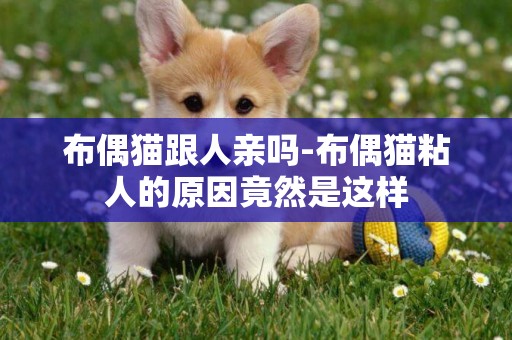 布偶貓跟人親嗎-布偶貓粘人的原因竟然是這樣