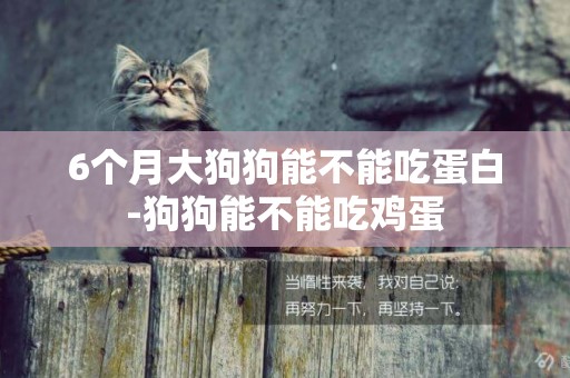 6個月大狗狗能不能吃蛋白-狗狗能不能吃雞蛋