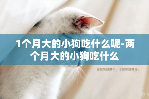 1個月大的小狗吃什么呢-兩個月大的小狗吃什么
