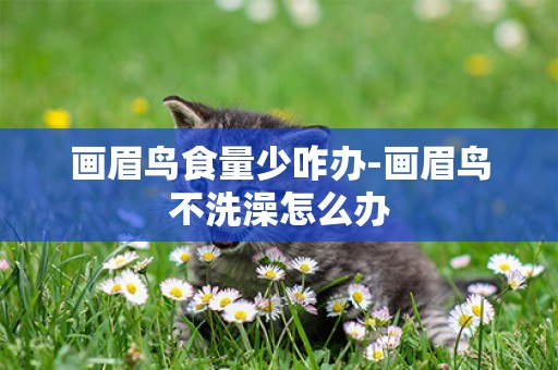 畫眉鳥食量少咋辦-畫眉鳥不洗澡怎么辦