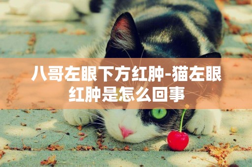 八哥左眼下方紅腫-貓左眼紅腫是怎么回事