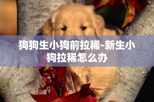 狗狗生小狗前拉稀-新生小狗拉稀怎么辦