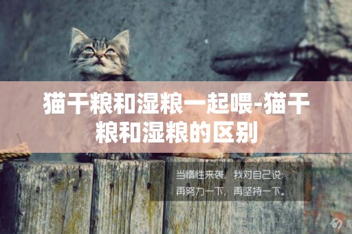貓干糧和濕糧一起喂-貓干糧和濕糧的區別