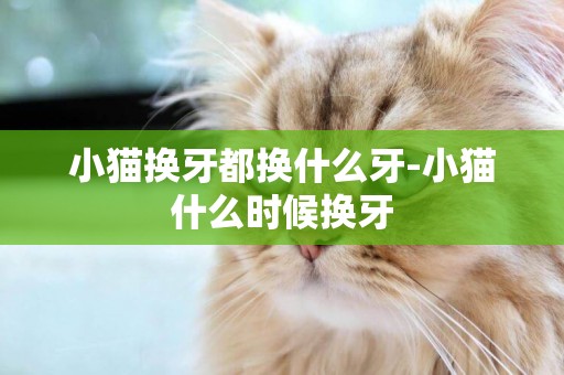 小貓換牙都換什么牙-小貓什么時候換牙