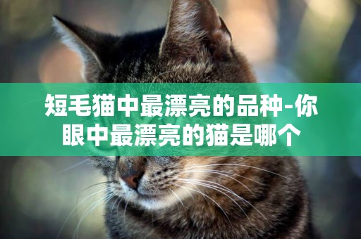 短毛貓中最漂亮的品種-你眼中最漂亮的貓是哪個