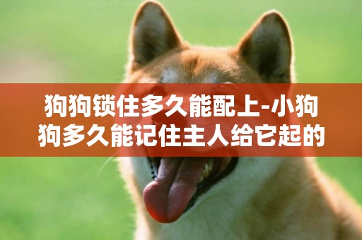 狗狗鎖住多久能配上-小狗狗多久能記住主人給它起的名字