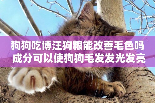 狗狗吃博汪狗糧能改善毛色嗎 成分可以使狗狗毛發發光發亮