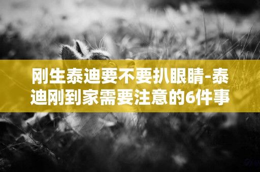 剛生泰迪要不要扒眼睛-泰迪剛到家需要注意的6件事很多人忽視了