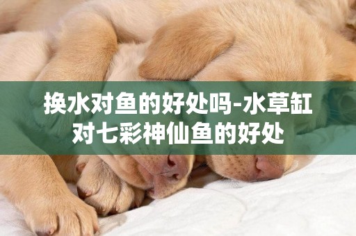 換水對魚的好處嗎-水草缸對七彩神仙魚的好處