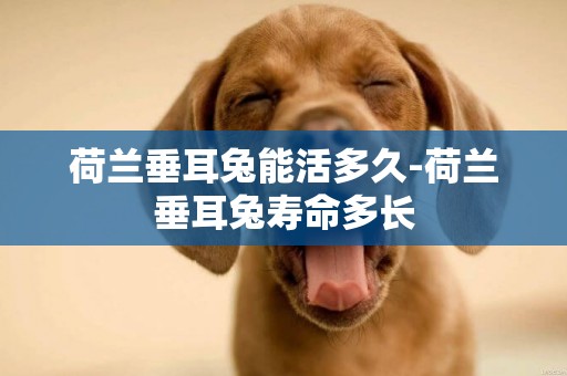 荷蘭垂耳兔能活多久-荷蘭垂耳兔壽命多長