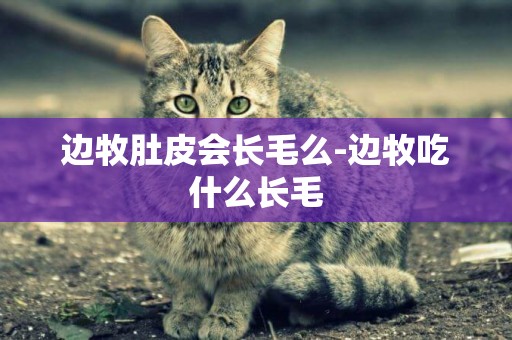 邊牧肚皮會長毛么-邊牧吃什么長毛