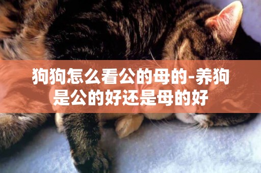 狗狗怎么看公的母的-養狗是公的好還是母的好