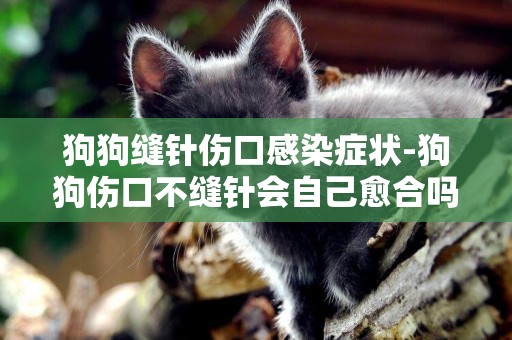 狗狗縫針傷口感染癥狀-狗狗傷口不縫針會自己愈合嗎