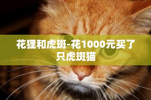 花貍和虎斑-花1000元買了只虎斑貓