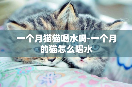 一個月貓貓喝水嗎-一個月的貓怎么喝水