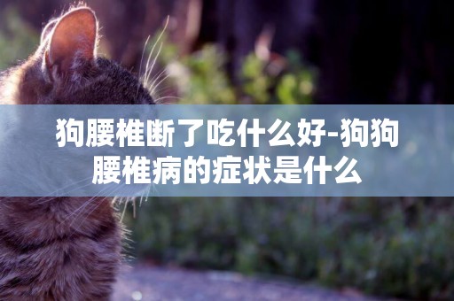 狗腰椎斷了吃什么好-狗狗腰椎病的癥狀是什么
