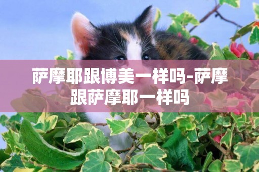 薩摩耶跟博美一樣嗎-薩摩跟薩摩耶一樣嗎