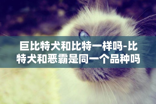 巨比特犬和比特一樣嗎-比特犬和惡霸是同一個品種嗎