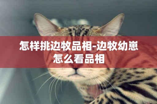 怎樣挑邊牧品相-邊牧幼崽怎么看品相