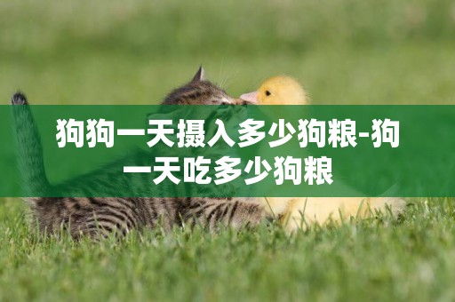 狗狗一天攝入多少狗糧-狗一天吃多少狗糧
