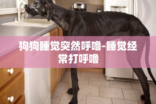 狗狗睡覺突然呼嚕-睡覺經常打呼嚕