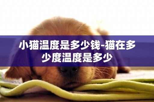 小貓溫度是多少錢-貓在多少度溫度是多少