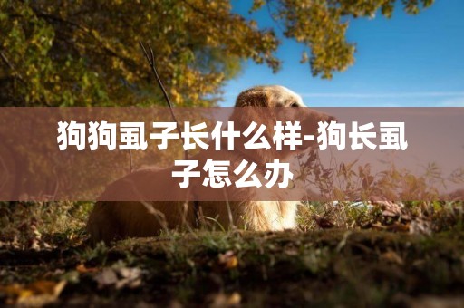 狗狗虱子長什么樣-狗長虱子怎么辦