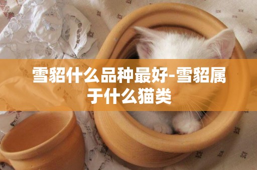 雪貂什么品種最好-雪貂屬于什么貓類