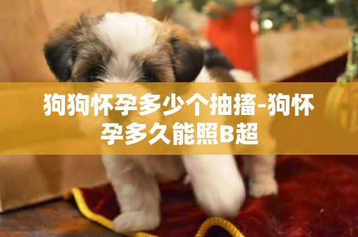狗狗懷孕多少個抽搐-狗懷孕多久能照B超