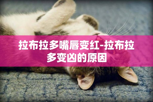 拉布拉多嘴唇變紅-拉布拉多變兇的原因