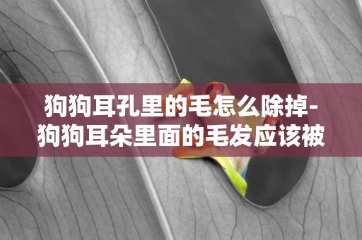 狗狗耳孔里的毛怎么除掉-狗狗耳朵里面的毛發應該被拔掉嗎