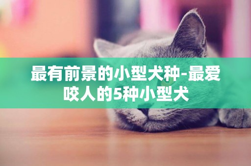 最有前景的小型犬種-最愛咬人的5種小型犬
