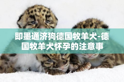 即墨通濟狗德國牧羊犬-德國牧羊犬懷孕的注意事
