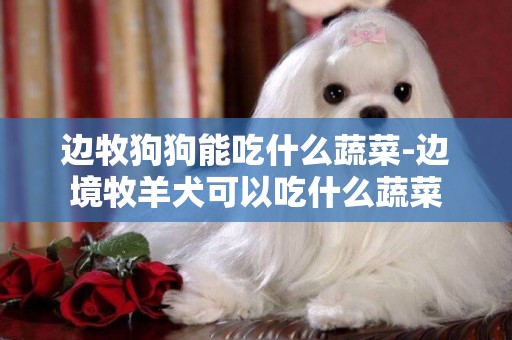 邊牧狗狗能吃什么蔬菜-邊境牧羊犬可以吃什么蔬菜