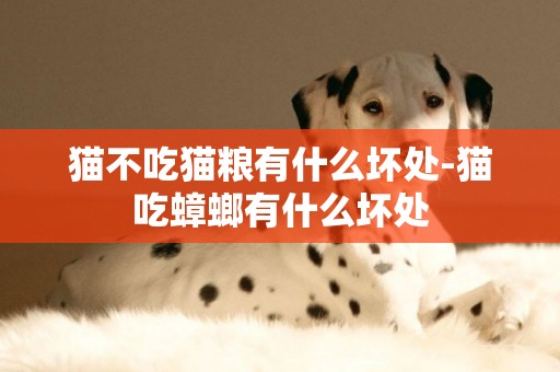 貓不吃貓糧有什么壞處-貓吃蟑螂有什么壞處