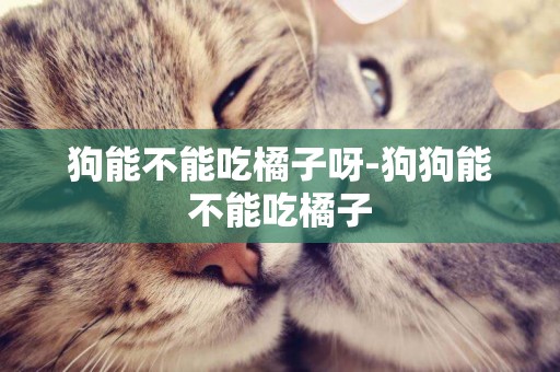 狗能不能吃橘子呀-狗狗能不能吃橘子