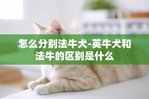 怎么分別法牛犬-英牛犬和法牛的區別是什么
